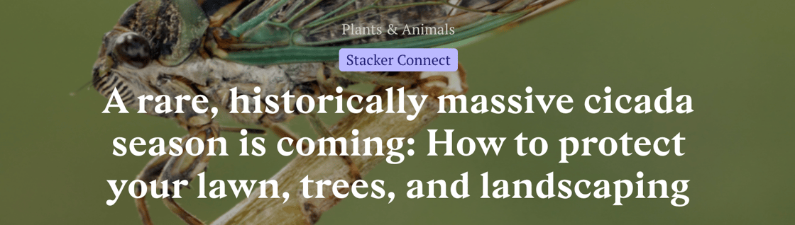 Story headline: A rare, historically massive cicada season is coming: How to protect your lawn, trees, and landscaping